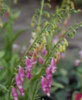 Spanish Peaks Foxglove Digitalis thapsi