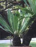 dioon edule