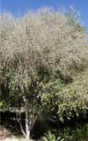 Texas persimmon Chapote Diospyros texana