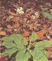 Dodecatheon media Shooting Star American Cowslips