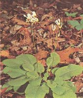 Dodecatheon media Shooting Star American Cowslips