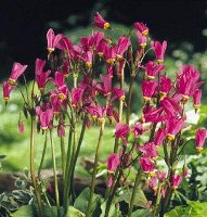 Dodecatheon tetrandrum Rotlicht American Cowslips