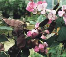 Hyacinth Bean Dolichos lablab Annual flower
