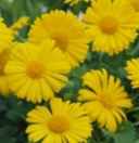 doronicum