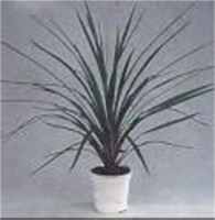 Dragons Blood Tree Dracaena draco