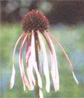 echinacea angustifolia narrow
        leaf coneflower seed herb