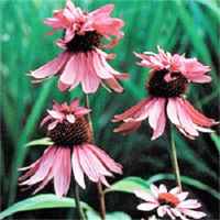 echinacea purpurea double decker
        plant seed purple coneflower 