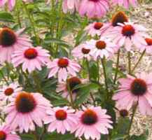 echinacea purpurea little
        giant purple coneflower dwarf