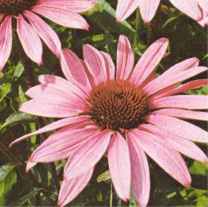 magnus echinacea purpurea purple
      coneflower seed