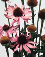 purple coneflower echinacea
        purpurea seed herb