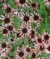 Tennessee Coneflower
        Echinacea tennesseensis