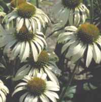 echinacea purpurea whie
        swan seed