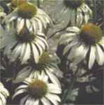 Echinacea White Swan