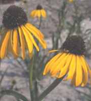 echinace paradoxa yellow
        coneflower