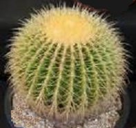 Golden Barrel Cactus Echinocactus grussonii