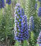 Pride of Madeira Echium fastuosum