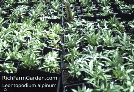 Edelweiss Leontopodium alpinum