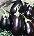 Imperial Black Beauty
          eggplant