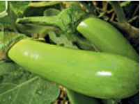 Louisiana Long Green
          eggplant