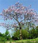 Empress Tree Paulownia tomentosa