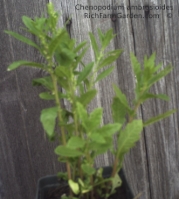 Mexican Tea Epazote Chenopodium ambrosioides