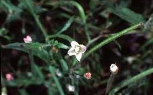 Common Willow Herb Epilobium coloratum American wildflower
