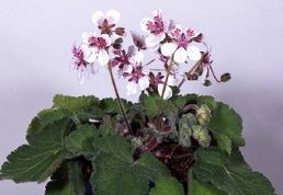 Erodium pelargoniiflorum Sweetheart