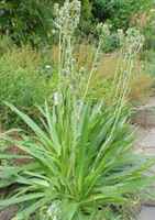 Rattlesnake Master Snakeroot Eryngium yuccafolium