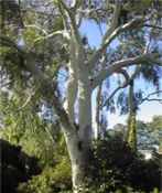 eucalyptus citriodora lemon gum seed