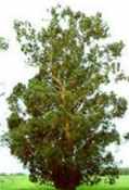 eucalyptus globulus blue tasmanian gum seed