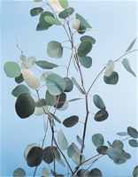 eucalyptus silver dollar seed