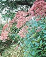 eupatorium purpureum joe pye weed gravel root queen of the meadow seed herb