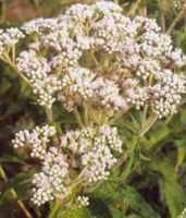 eupatorium perfoliatum boneset seed herb