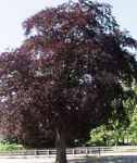 Purple Beech tree Fagus sylvatica purpurea