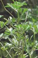 fenugreek trigonella foenum graecum seed herb