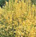 Lynwood Gold Forsythia intermedia