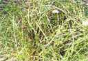 fountain grass Pennisetum setaceum