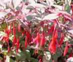 Hardy Fuschia magellanica