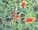 Blanket flower Galliardia aristata Perennial flower