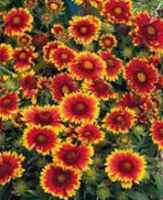 Arizona Sun Gaillardia aristata Perennial flower