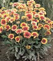 Goblin Gaillardia x grandiflora Perennial flower