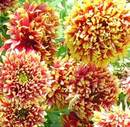 gaillardia sundance bicolor seed plant