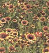 Tokajer Gaillardia grandiflora Perennial flower