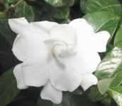 Gardenia jasminoides Cape jasmine Zhi Zi