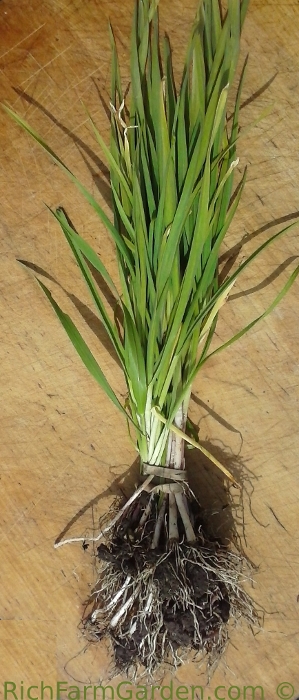 Live Garlic Plant Plugs White German
              Hardneck