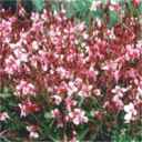 gaura siskiyou pink