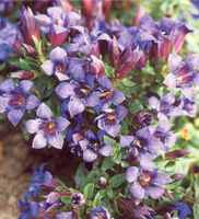 gentian septemfida seed herb