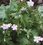 geranium maculatum cranesbill seed plant herb