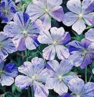 geranium splish splash sanguineum seed