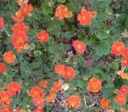 geum coccineum borisii